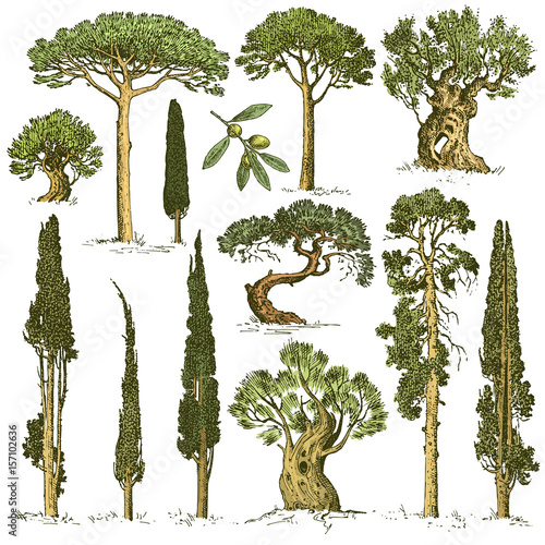 big set of engraved, hand drawn trees include pine, olive and cypress, fir tree forest isolated object