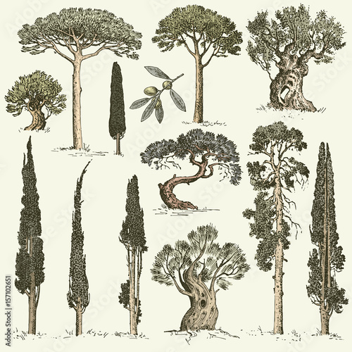 big set of engraved, hand drawn trees include pine, olive and cypress, fir tree forest isolated object