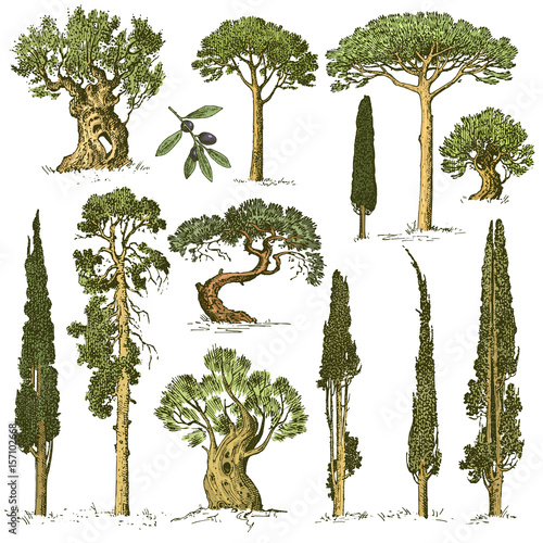 big set of engraved, hand drawn trees include pine, olive and cypress, fir tree forest isolated object