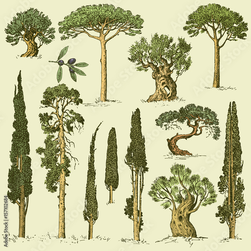 big set of engraved, hand drawn trees include pine, olive and cypress, fir tree forest isolated object