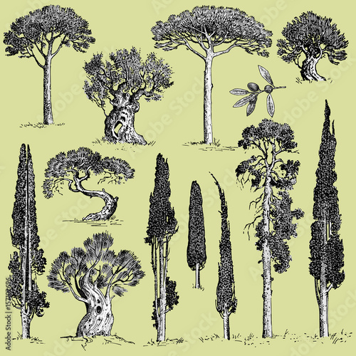 big set of engraved, hand drawn trees include pine, olive and cypress, fir tree forest isolated object