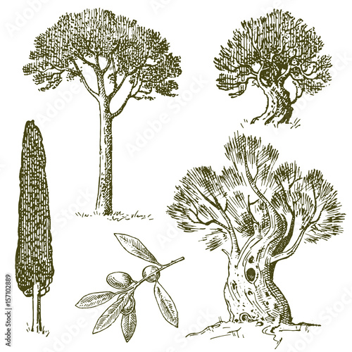 set of hand drawn trees italian cypress and stone pine , pinea, olive isolated vector illustration, engraved symbols of south, evergreen