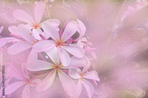 white flower background with pink and white color effect. © phumpatp