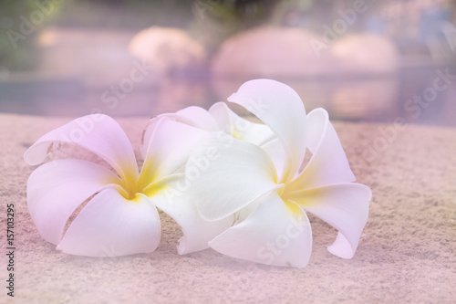 white flower background with pink and white color effect.