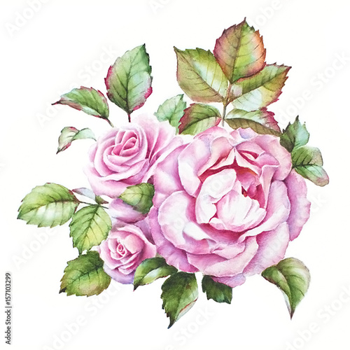 Watercolor drawing. A bunch of three pink roses with colorful leaves
