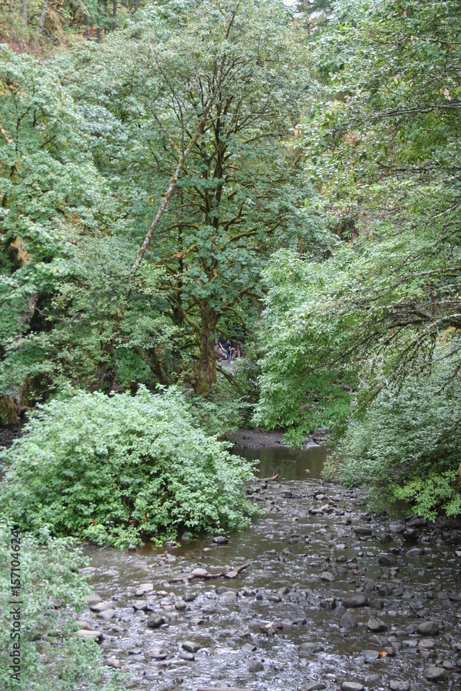 Fototapeta premium The Creek at Multnomah falls