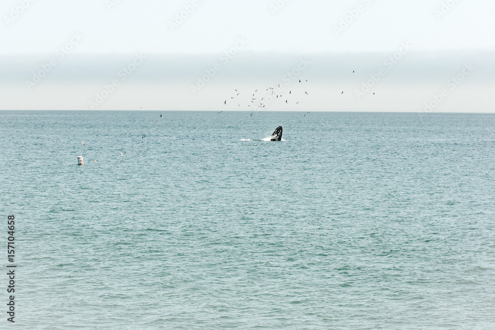 Naklejka premium Humpback whale feeding
