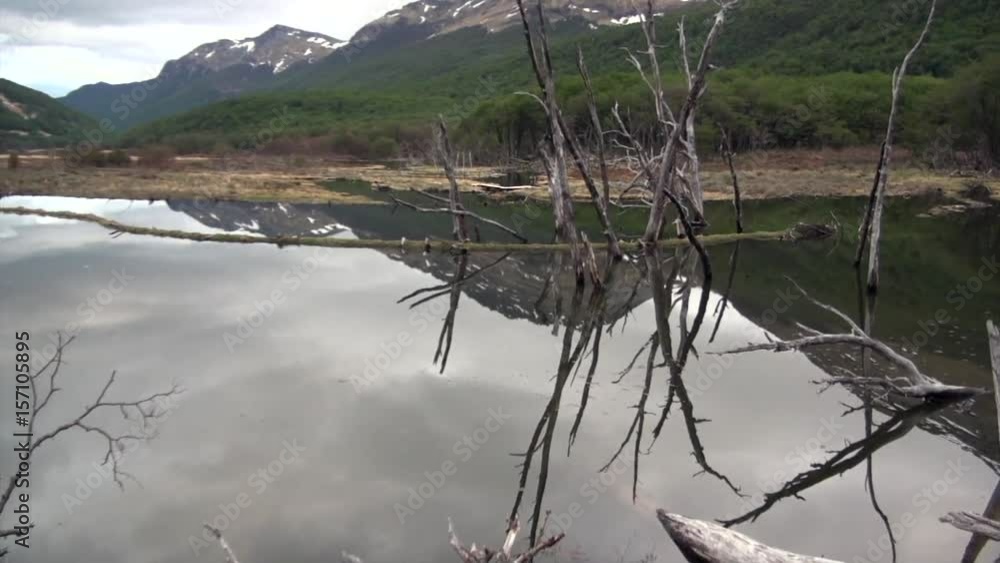 Dam pond dry trees log house beaver in Ushuaia. Hardworking builders. Amazing world of wildlife. Unique nature. Dam pond dry trees log house beaver in Ushuaia. Hardworking builders. Amazing world of wildlife. Unique nature.