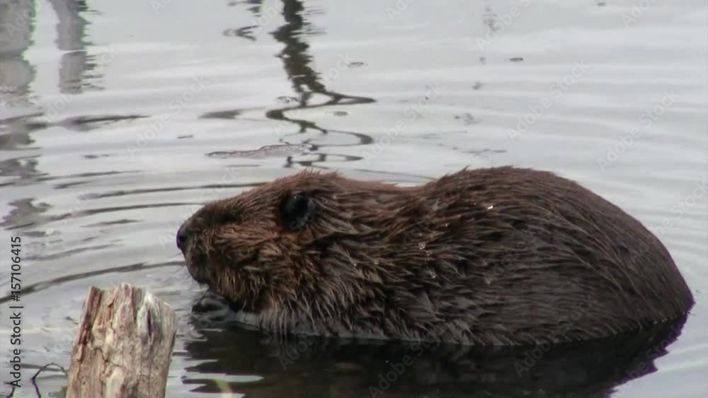 Beavers eat in water dams on background of dry logs and trees in Ushuaia. Hardworking builders. Amazing world of wildlife. Unique nature. Beavers eat in water dams on background of dry logs and trees in Ushuaia. Hardworking builders. Amazing world of wildlife. Unique nature.