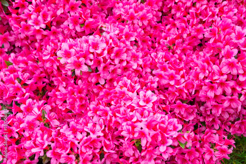 Obraz premium rhododendron flower, pink flower full background