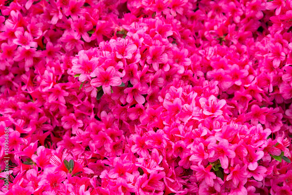 Fototapeta premium rhododendron flower, pink flower full background