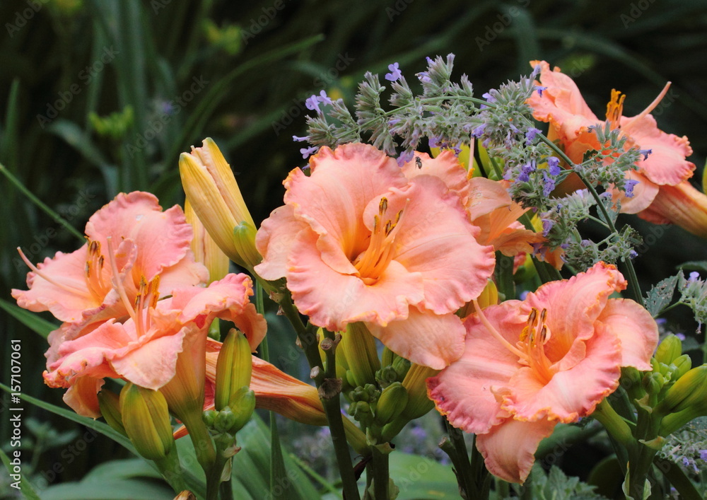 Bouquet of Orange Bouquet of Orange