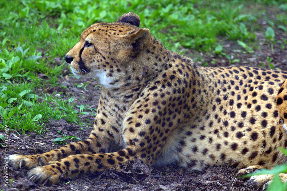 Resting cheetah lying in the park
Resting cheetah lying in the park
