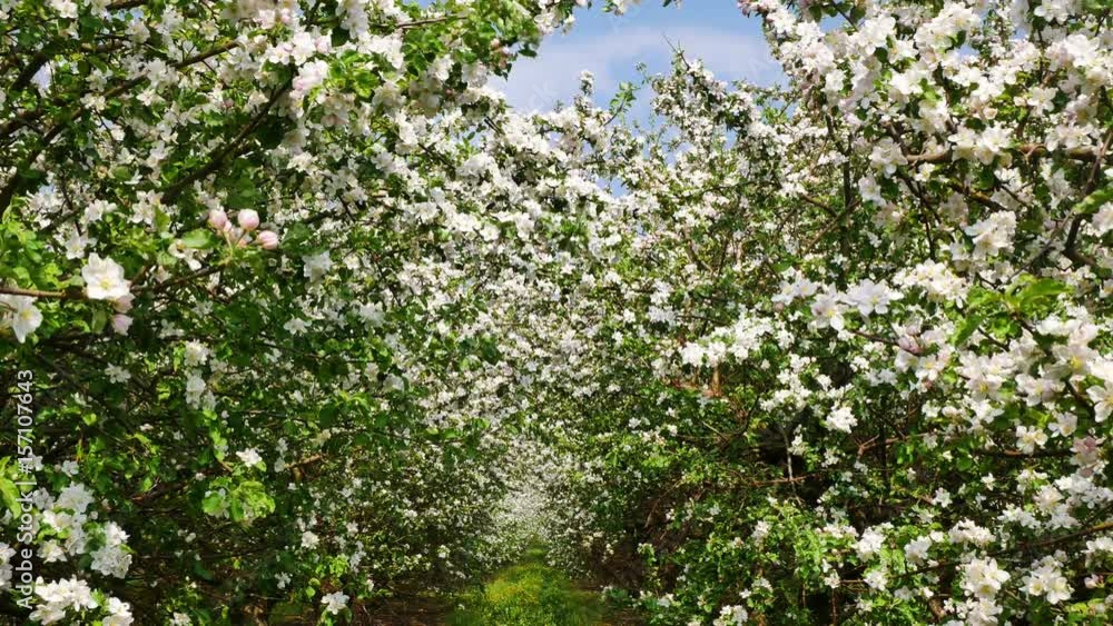 Beautiful blossoming apple-tree garden Beautiful blossoming apple-tree garden