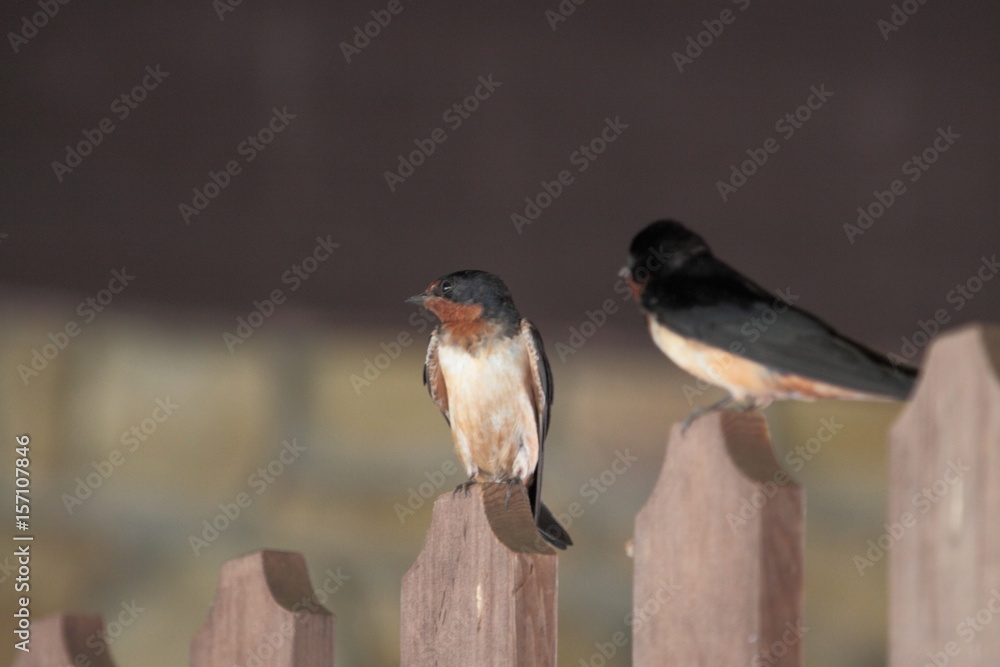 Fototapeta premium Conversation