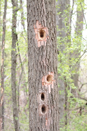 Woodpecker damage