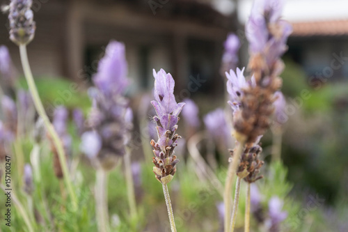 Flowers in the breeze