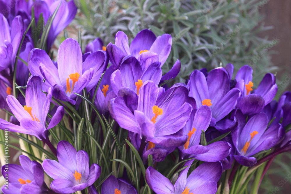 Crocus Purply Crocus Purply