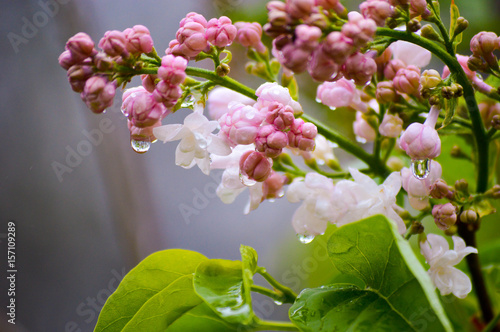White Lilac Blossoms