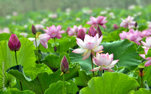 Blossom lotus flower