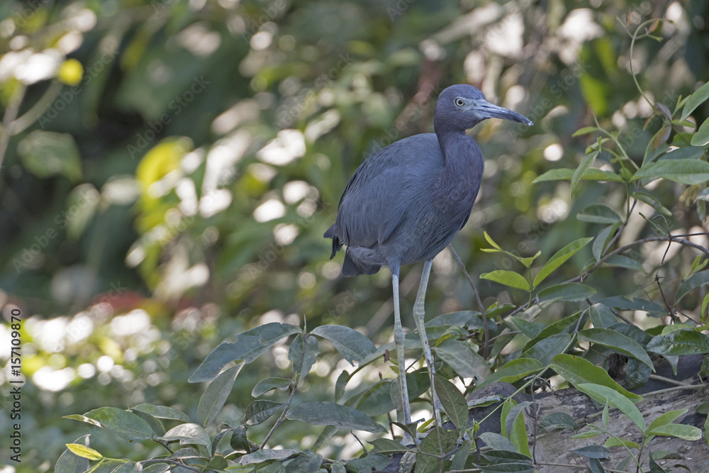 Little Blue Heron in the Rain Forest Little Blue Heron in the Rain Forest