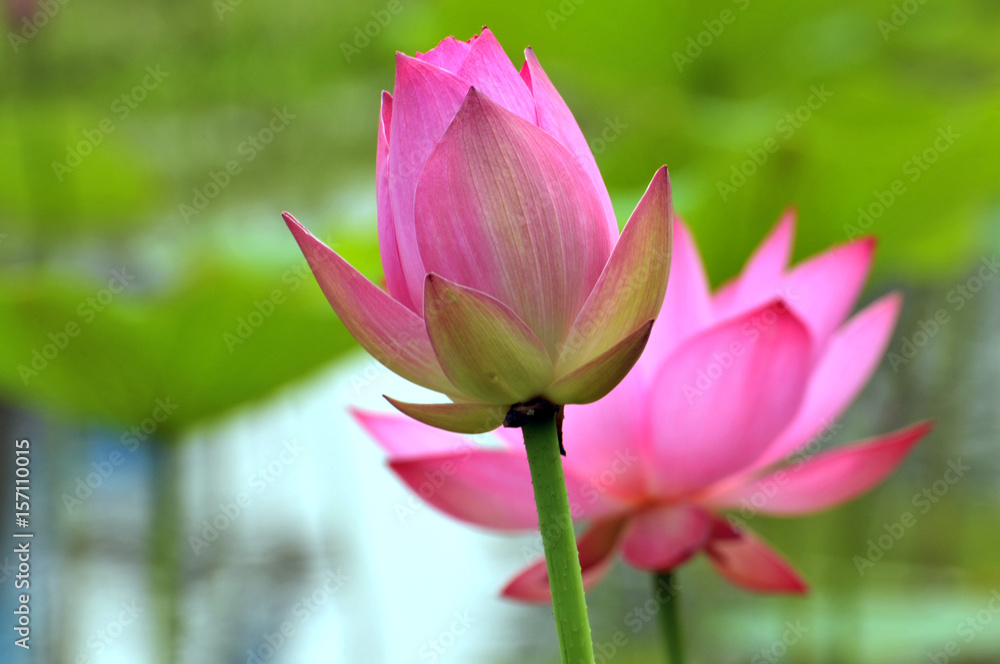 Blossom lotus fkower Blossom lotus fkower