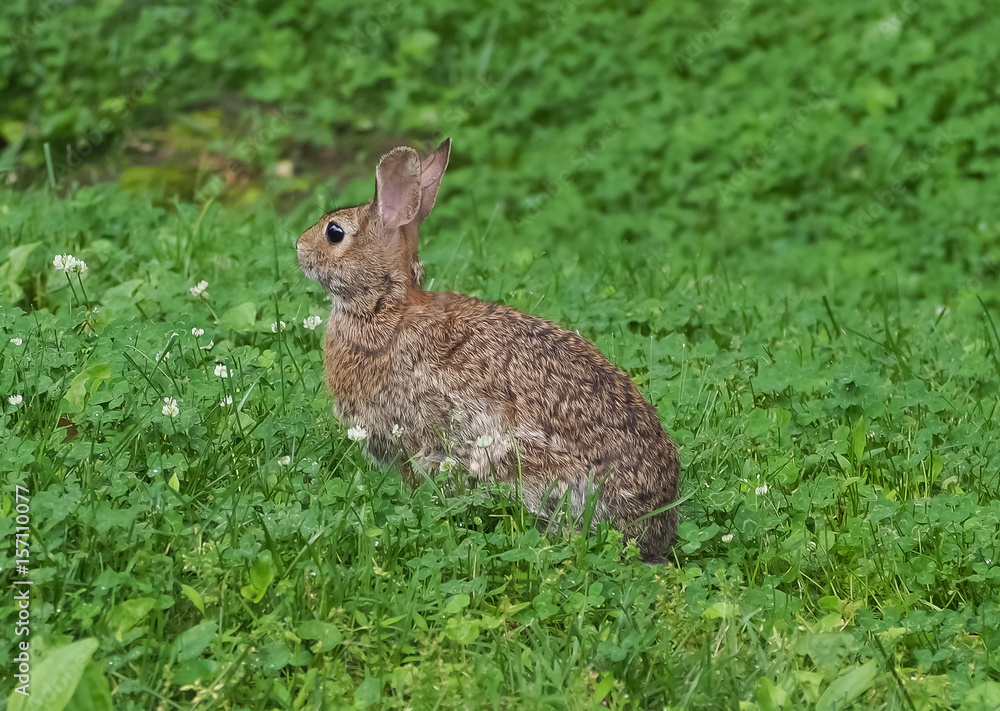 Fototapeta premium beautiful cottontail rabbit (Lepus sylvaticus) in green grass field