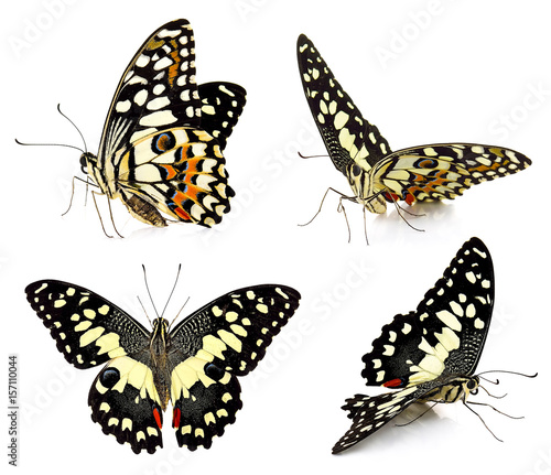 Set of butterfly isolated on white background