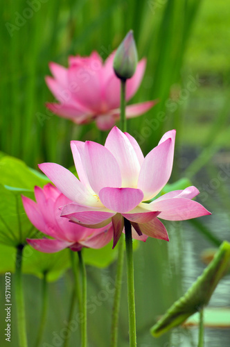 Blossom lotus fkower