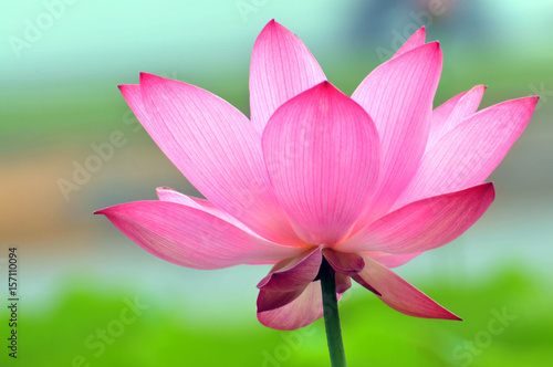 Blossom lotus fkower