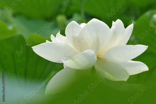 Blossom lotus flower