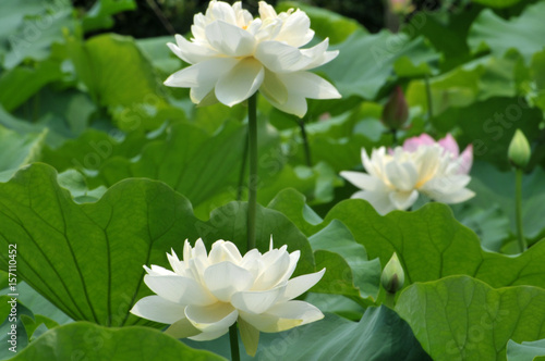 Blossom lotus flower