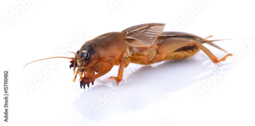 Mole cricket isolated on white background  Gryllotalpidae 