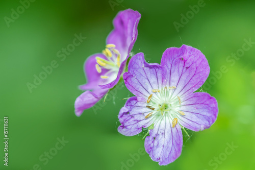 Macro photo of geranium flowers