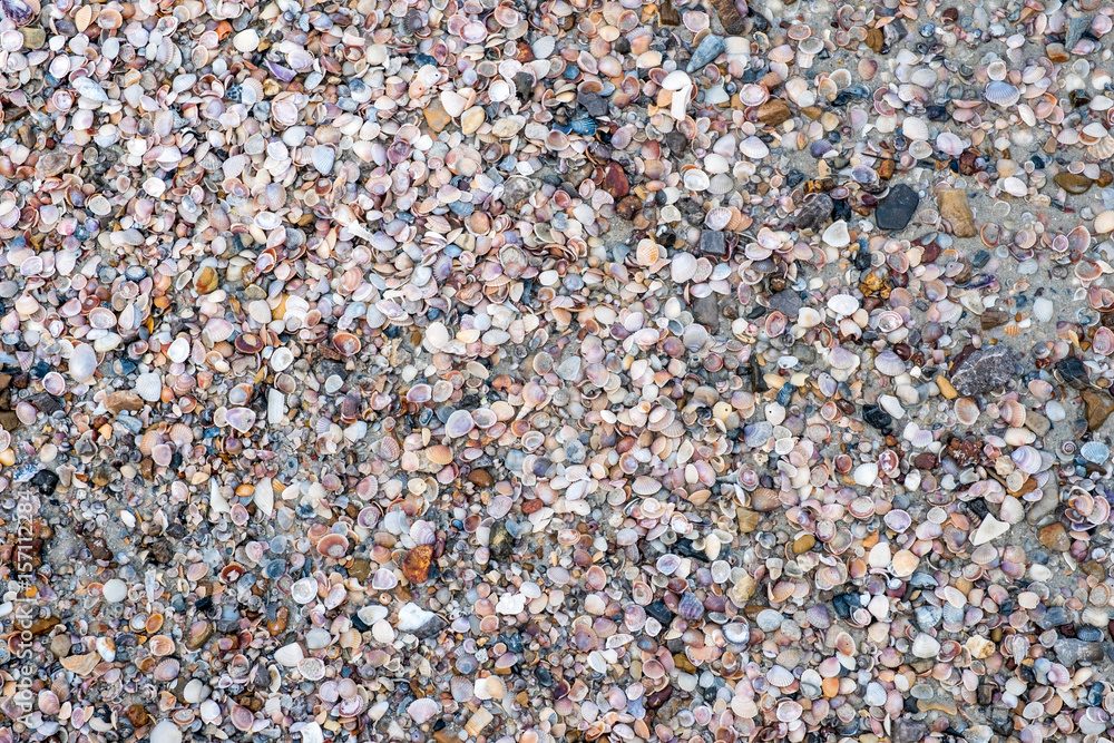 shell texture background shell texture background
