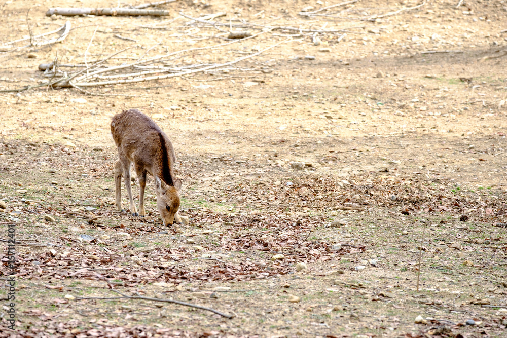 Deer in Nara Park