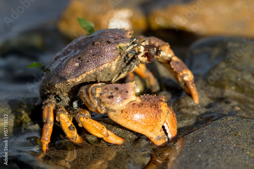 Close Up Mud Crab
