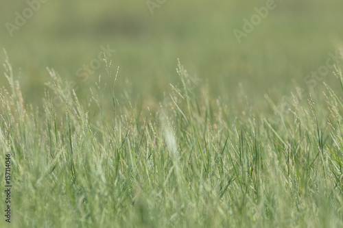 Tall Green Grass