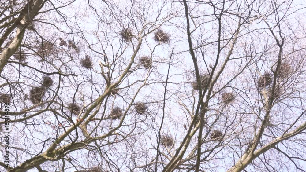 Bird nests and trees in spring forest. Film clip with animals in nature. Bird nests and trees in spring forest. Film clip with animals in nature.