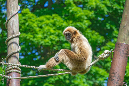 Obraz na plátně gibbon