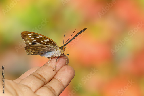 Common Archduck butterfly resting on human hand photo