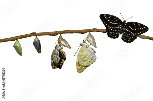 Isolated transformation of Common Archduke butterfly emerging from chrysalis ( Lexias pardalis jadeitina ) photo