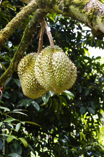 Durian on tree branch in orchard