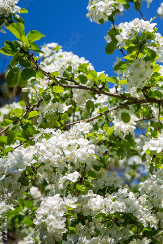 blooming Apple tree on blue sky background
