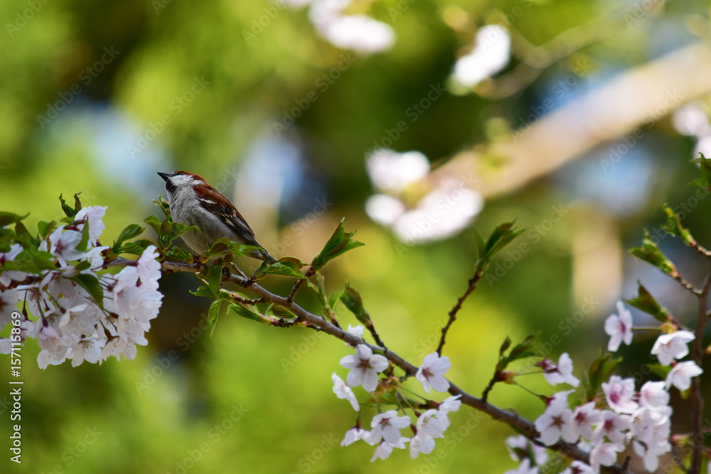 Fototapeta premium 前を見つめる桜の木のニュウナイスズメ