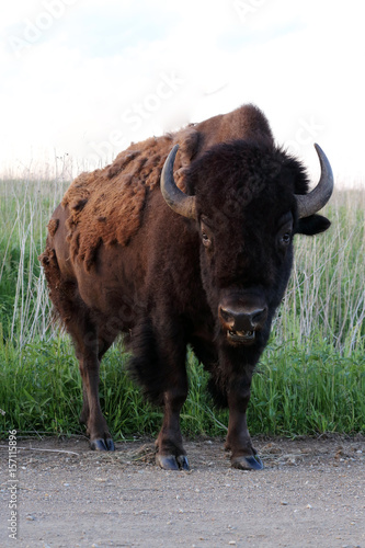 Bison at a wild life preserve in Iowa photo