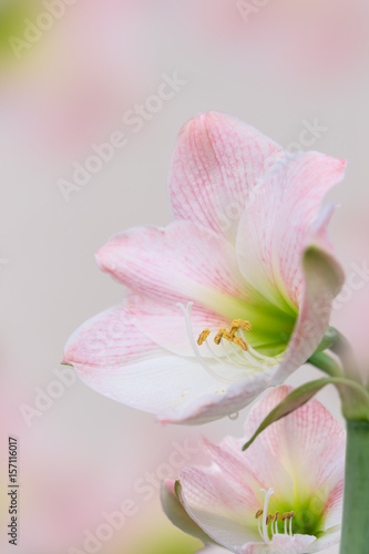 Fototapeta Naklejka Na Ścianę i Meble -  Closeup of the stem of a pink amaryllis flower with cream background