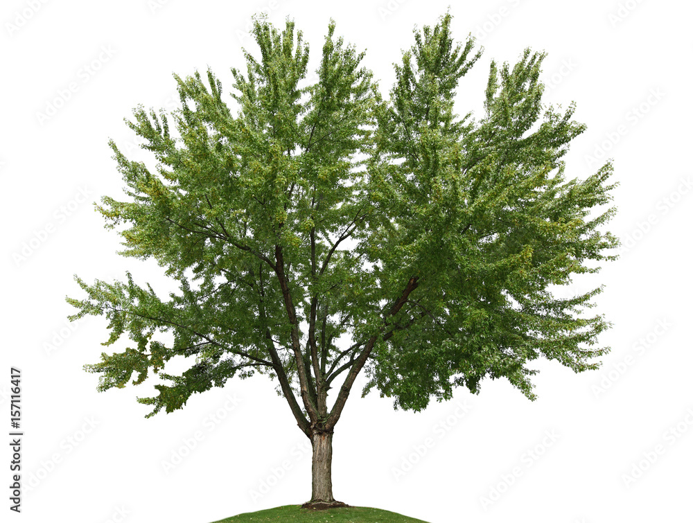 Maple Tree Maple Tree