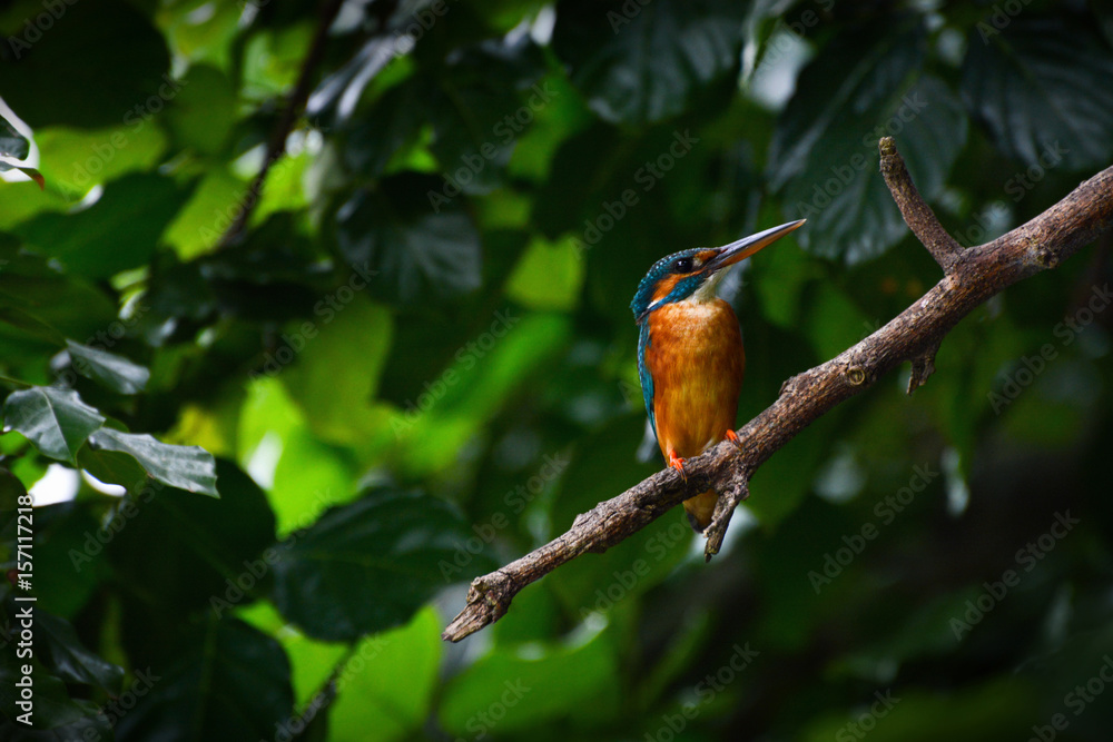 Wild female common kingfisher, also known as the Eurasian kingfisher or by its scientific name Alcedo atthis Wild female common kingfisher, also known as the Eurasian kingfisher or by its scientific name Alcedo atthis