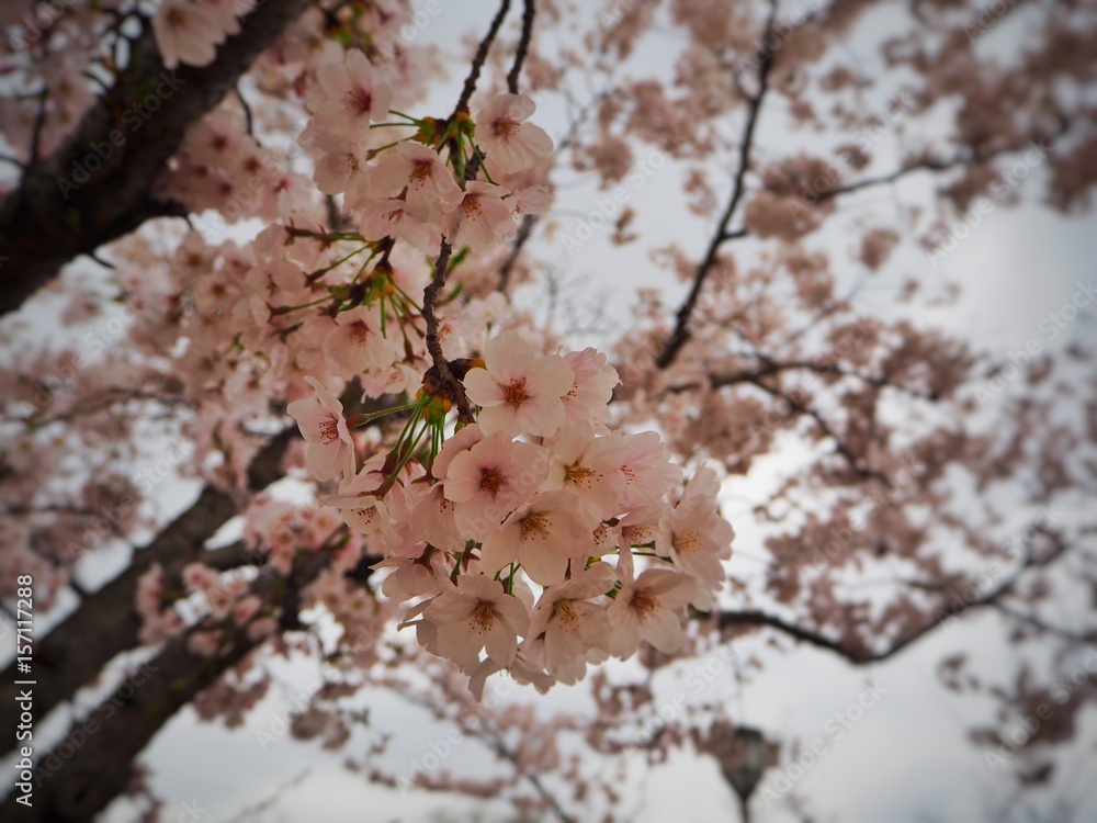Naklejka premium Sakura Blossom in Japan